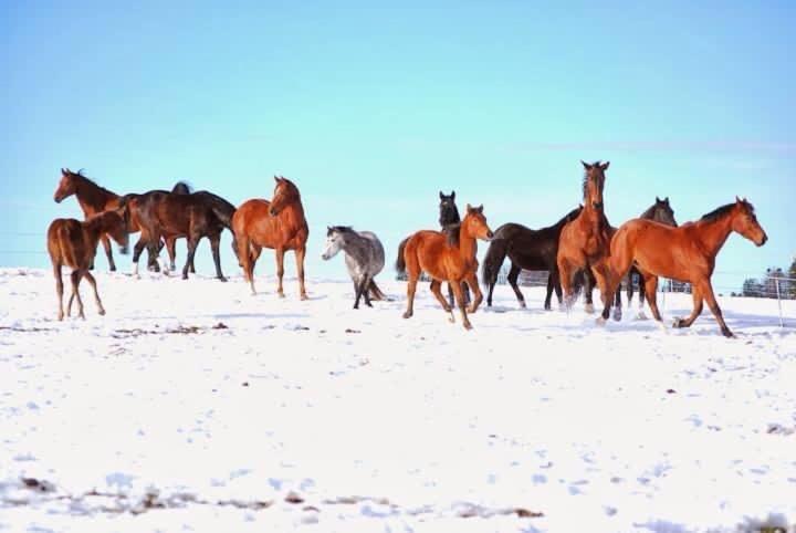 Апартаменты Pony Hof Хайлигеншвенди Экстерьер фото